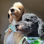 Douglas Edward & Dexter Malone - @douglas_n_dexter - Instagram