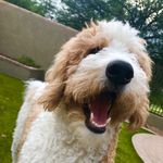 Mr. Dexter Malone🦴 - @mrdexter_thedoodle - Instagram