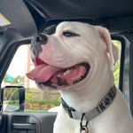 Rocky Doofus, Dexter Malone - @rockysworld20 - Instagram