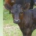 Dexter Cattle Group of Manning Valley DCAI - Facebook