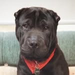 Dexter Curran-marsh - @dextercurranmarsh - Instagram
