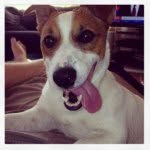 Dexter Marsh - @dexter_the_jrt - Instagram