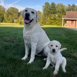 Dexter & Marshall🐾 - @dexterandmarshall - Instagram