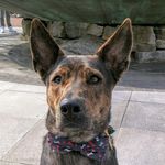Dexter Marshall - @dexter.the.adventurer - Instagram