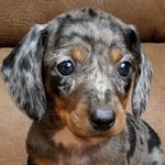 Dexter Marshall - @dexter_the_dapple_doxie - Instagram