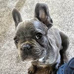 Dexter Marshall Maverick T Beau Bear - @dexter.the.french.kermit - Instagram