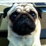 Dexter Martinez - @dexthepug11 - Instagram