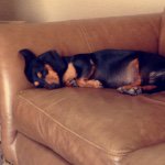 Dexter Martinez - @dexthedachshund - Instagram