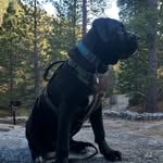 DEXTER MATA - @canecorso_dexter_mata - Instagram