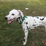 Dexter Mayhew - @orlandosdaldexter - Instagram