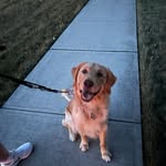 Dexter & Alex & Maynard - @dejongs.raising.tse - Instagram