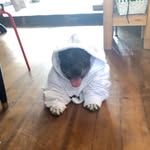 Dexter Maynard - @dextermaynardpal - Instagram