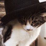 Dexter McLellan - @dexter_the_cat._ - Instagram