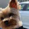 That’s me Dexter - @dextermcclelland - TikTok