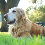 Dexter McClure - @k9dexter - Instagram