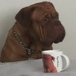 Dexter - @dexter_dogue_mccoy - Instagram