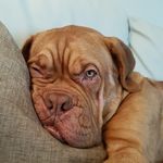 Dexter_dogue_mccoy - @dexter_dogue_ - Instagram