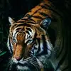 زمن_ة_الغربه - @dexter.mccrayy - TikTok