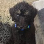 Dexter McGee Hay - @dexterairedoolittle - Instagram