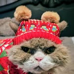 Dexter, Dexie, Dexie Rexy, Dex, Dexie Cat - @mr_mcgillicuddy_dexter - Instagram
