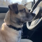 dexter - @mcgill_dog - Instagram