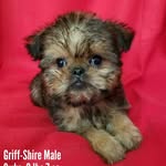Dexter McGriffshire - @dexter_mcgriffshire - Instagram