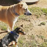 Dexter & Aislyn - @mclendonpaws - Instagram