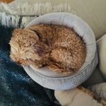 Dexter - @dexter_mcneill - Instagram