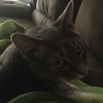 Dexter Malfoy Hutchins-Melton - Facebook