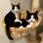 Dexter, Goose & Melvin - @dexter_goose_melvin - Instagram