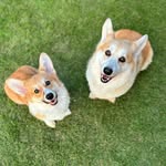 Dexter & Meyer - @dexterandmeyer - Instagram