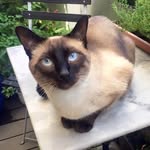 Dexter_cat - @dexterlohmeyer - Instagram