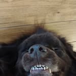 Dexter Meyer - @dextermeyer9 - Instagram