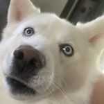 Dexter Molina - @poopoodex - Instagram