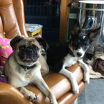 Dexter and Dottie Monk-Baker - @dexteranddottie2020 - Instagram