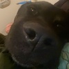 Dexter - @dexter_monks - TikTok
