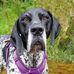 Dexter Monkey-Dog - Facebook
