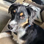 Dexter 🐾 - @dexter__mooney - Instagram