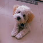 Dexter Morales - @dexterroonis - Instagram