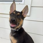 Dexter 🐾 - @dexter_moreno_ - Instagram