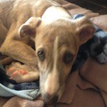 Dexter - @dexter_morris - Instagram