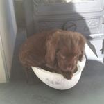 dexter morris - @dexter_morris_the_cute_puppy - Instagram