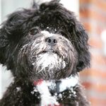 Dexter Morris - @dextermorris_shipoo - Instagram