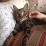 Dexter Morris - @dexterthecat13 - Instagram