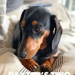 Dexter Morris mini Dachshund - @dextermorrisminidachshund - Instagram
