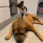 🐾Dexter Morris Smith & Mickey Bentley Blue🐾 - @dexterandmickey - Instagram