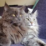 Morris & Dexter - @morris_and_dexter - Instagram