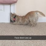 Dexter Bagel Morrison - @dexterbagelmorrison - Instagram