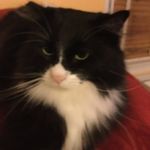 Dexter - @its_dexter_morrison - Instagram