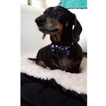 Dexter Morrison 🌭 - @sausageman4 - Instagram
